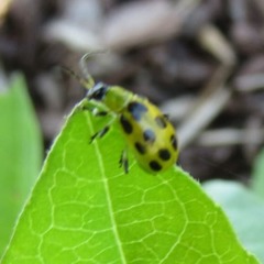 Diabrotica undecimpunctata