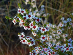 Thryptomene