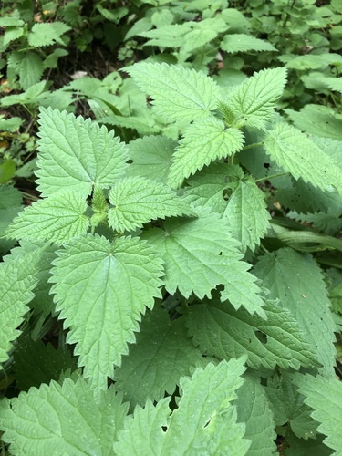 great stinging nettle