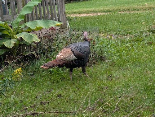 Wild Turkey