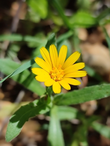 field marigold