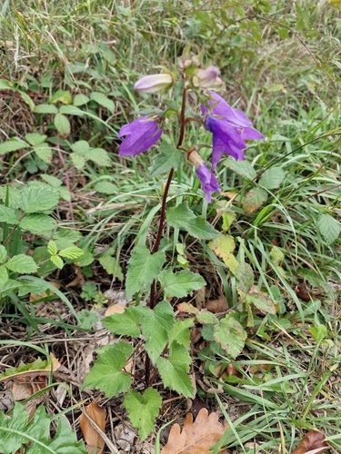 Nettle-leaved Bellflower