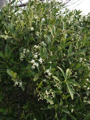 Denhamia fournieri
