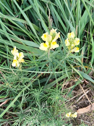 common toadflax