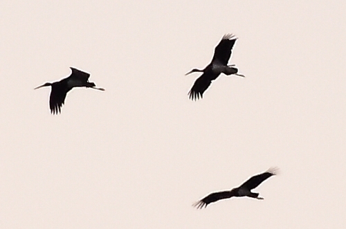 Black Stork