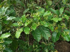 Alstonia balansae