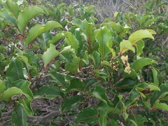 Homalium deplanchei