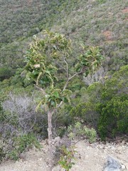 Homalium deplanchei
