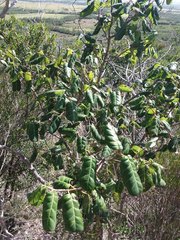 Cleistanthus stipularis