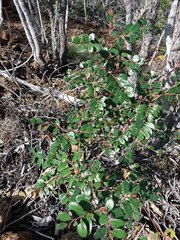 Phyllanthus pancherianus