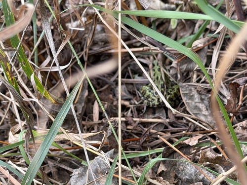 Northern Leopard Frog