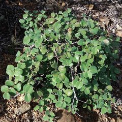 Phyllanthus montrouzieri