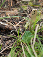 Calypso bulbosa