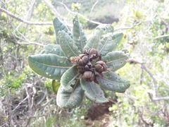 Xanthostemon ferrugineus