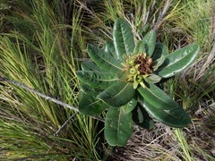 Xanthostemon ferrugineus
