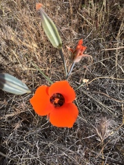 Calochortus kennedyi kennedyi