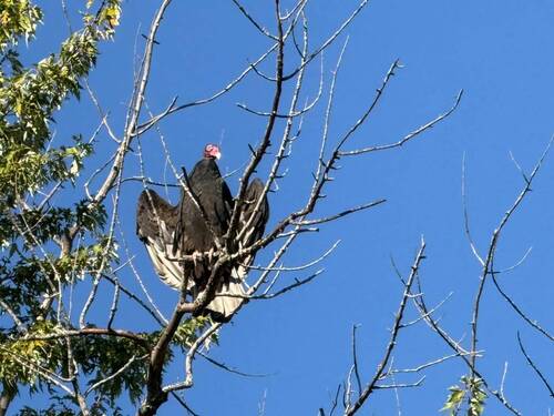 Turkey Vulture