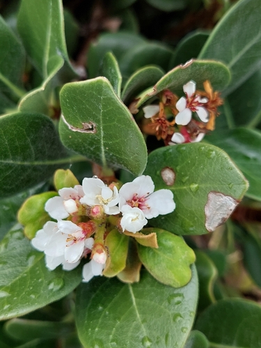 Rhaphiolepis umbellata observed 2026-10-11