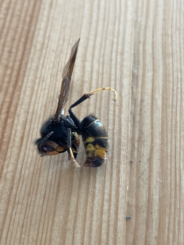 Vespa velutina nigrithorax