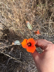 Calochortus kennedyi kennedyi