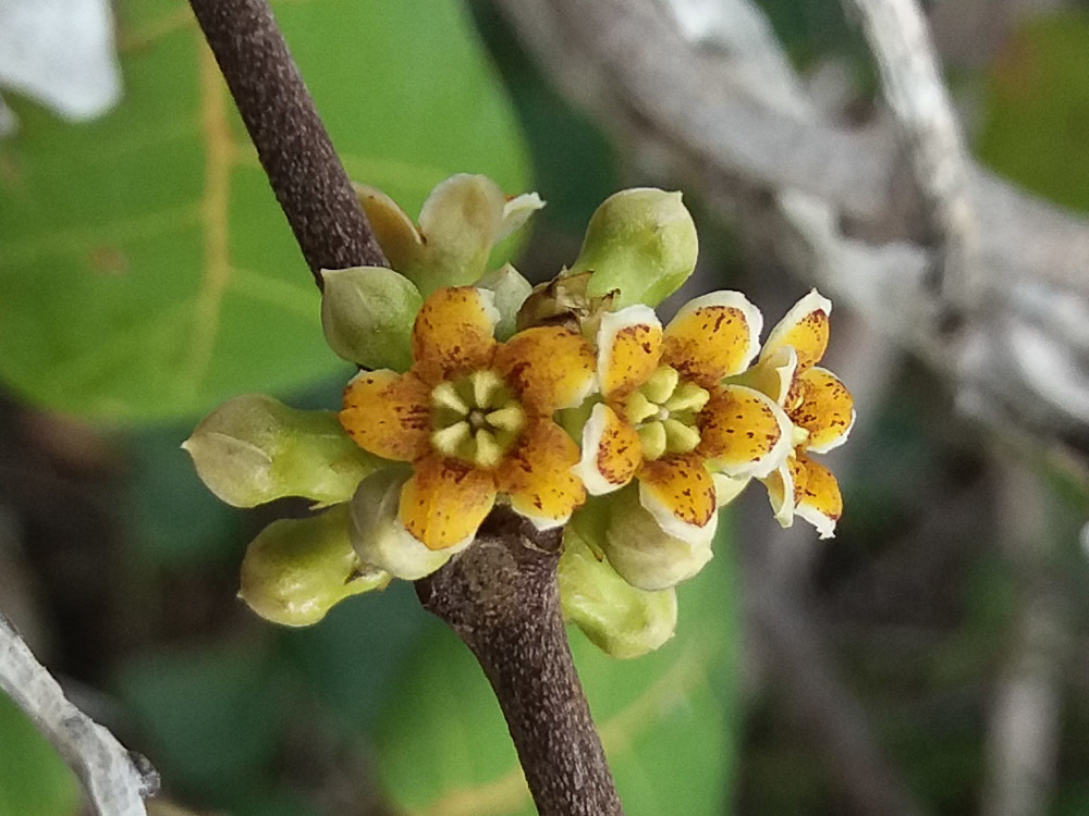 Artia