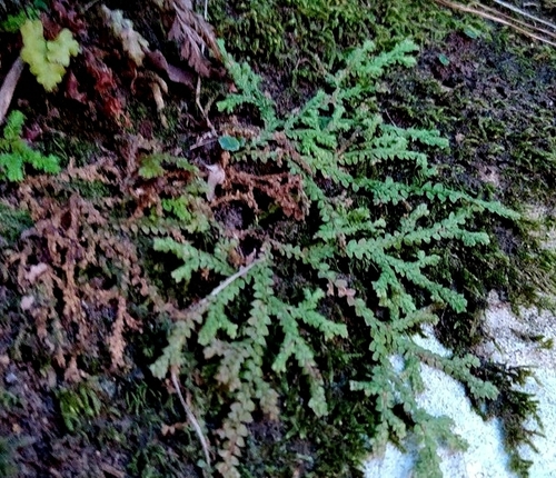 Mediterranean clubmoss