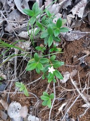 Cyclophyllum tieaense