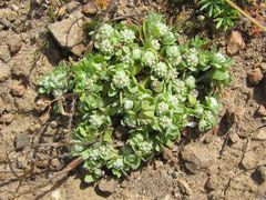 Psilocarphus brevissimus