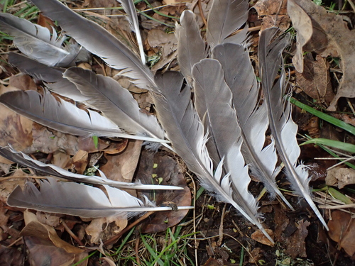 Plume de Grive draine