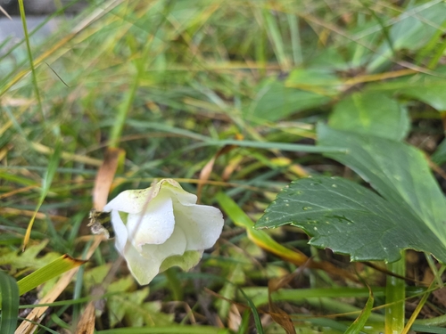 Christmas-rose