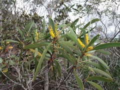 Acacia spirorbis