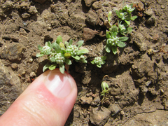 Psilocarphus brevissimus