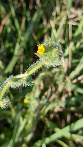 Amsinckia menziesii observed 2026-10-11