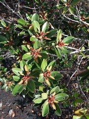 Acridocarpus austrocaledonicus