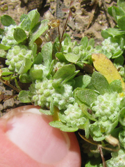 Psilocarphus brevissimus