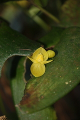 Pleurothallis cardiothallis