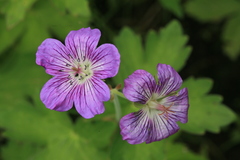 Geranium wlassovianum