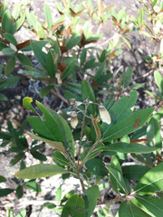 Acridocarpus austrocaledonicus