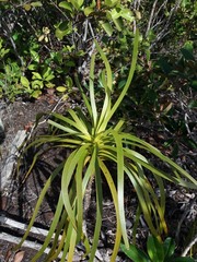 Lomandra insularis