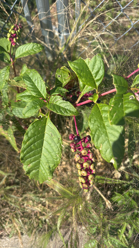 American pokeweed