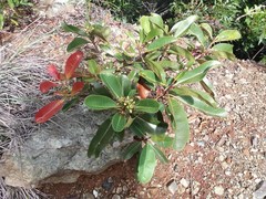 Metrosideros laurifolia