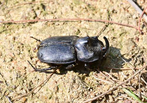 Trichogomphus mongol