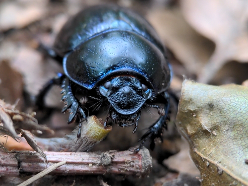 Woodland Dor Beetle