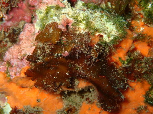 Zanardinia typus, 2026-10-10