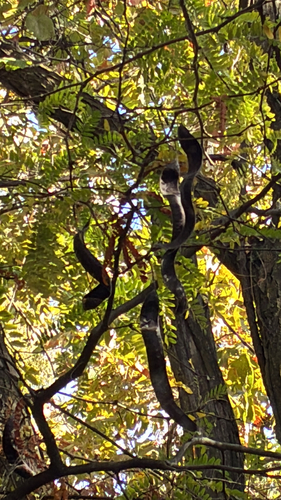 honey locust