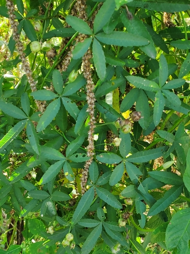 Distimake quinquefolius observed 2026-10-11