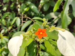 Mussaenda pubescens