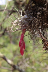 Tillandsia macdougallii