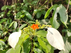 Mussaenda pubescens