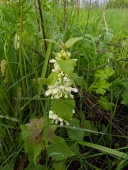 Lamium album